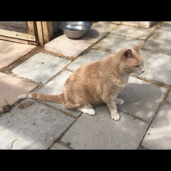 Meet your Posher, 4 Paws - Picture 2 of 8